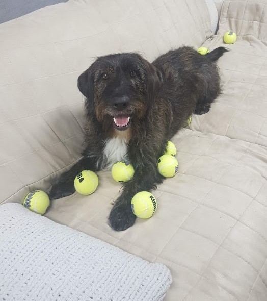 basset hound and scottish terrier mix with kong tennis balls 